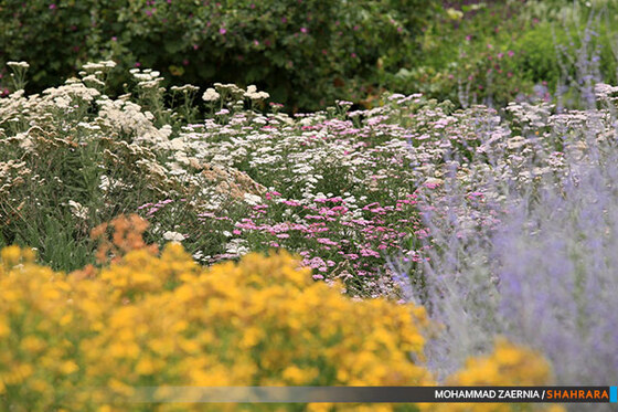 افتتاح باغ گیاه شناسی مشهد