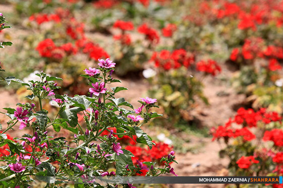 افتتاح باغ گیاه شناسی مشهد