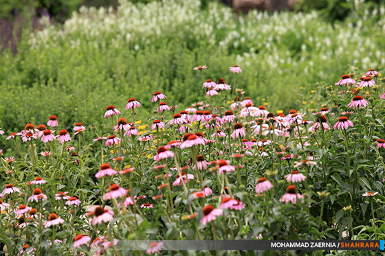 افتتاح باغ گیاه شناسی مشهد