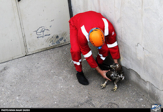 نجات عقاب توسط ماموران آتش نشانی