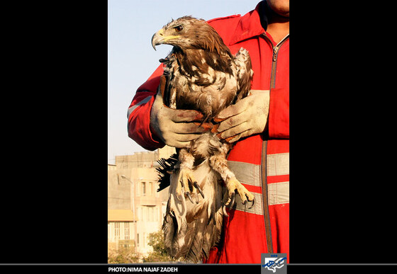 نجات عقاب توسط ماموران آتش نشانی