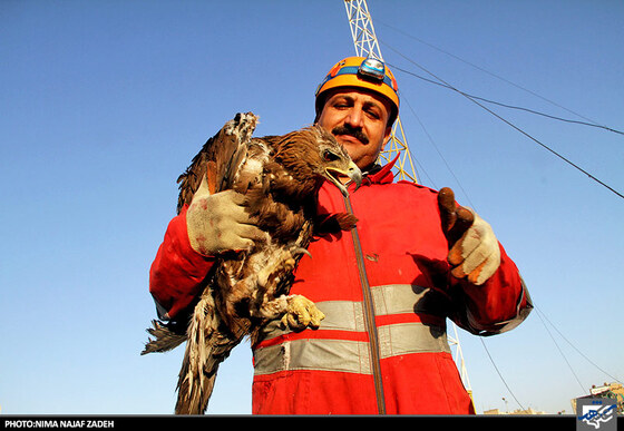 نجات عقاب توسط ماموران آتش نشانی