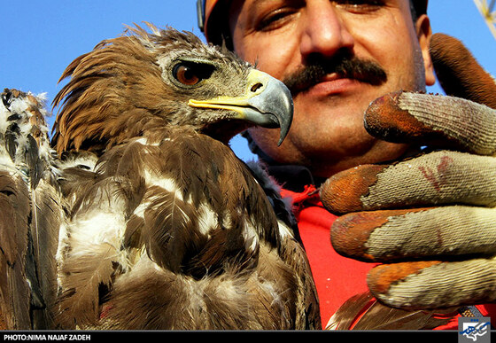 نجات عقاب توسط ماموران آتش نشانی