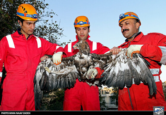 نجات عقاب توسط ماموران آتش نشانی