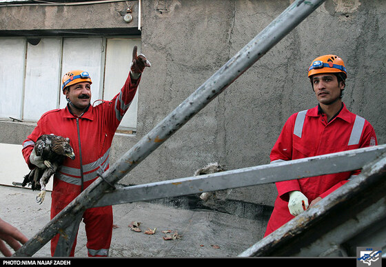 نجات عقاب توسط ماموران آتش نشانی