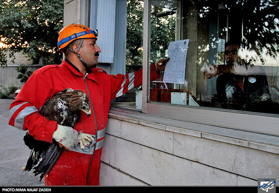 نجات عقاب توسط ماموران آتش نشانی