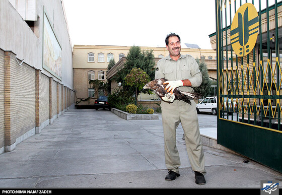 تحویل عقاب به ماموران سازمان حفاظت از محیط زیست