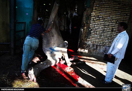 آماده سازی دام برای ذبح در کشتارگاه صنعتی مشهد