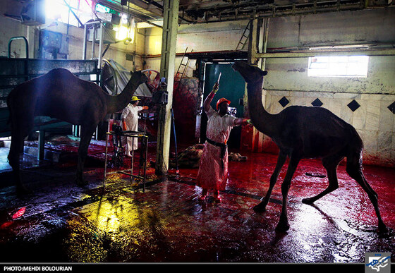 ذبح شتر در کشتارگاه صنعتی مشهد