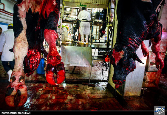 ذبح گاو در کشتارگاه صنعتی مشهد