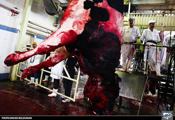 ذبح گاو در کشتارگاه صنعتی مشهد