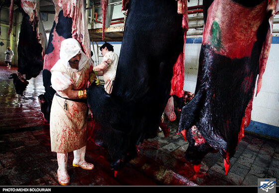 پوست کندن گاو در کشتارگاه صنعتی مشهد