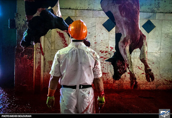 ذبح گاو در کشتارگاه صنعتی مشهد