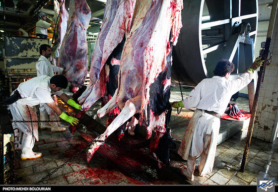 پوست کندن گاو در کشتارگاه صنعتی مشهد