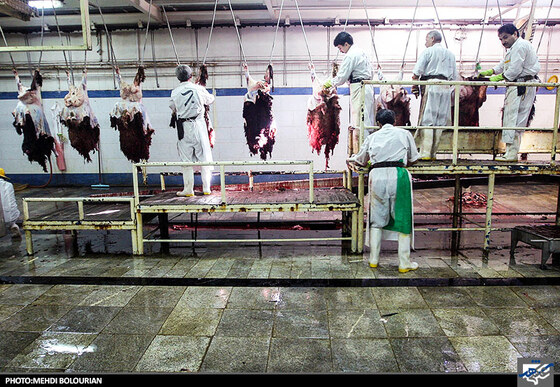 خط ذبح گوسفند در کشتارگاه صنعتی مشهد