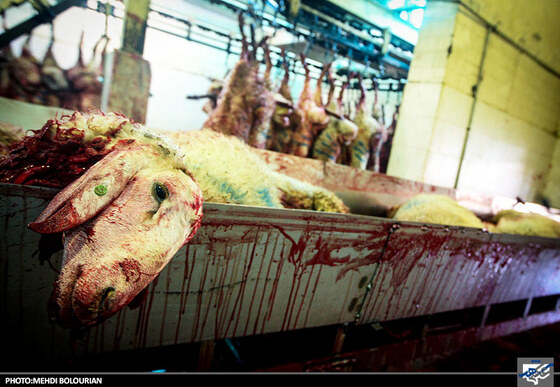 ذبح گوسفند در کشتارگاه صنعتی مشهد