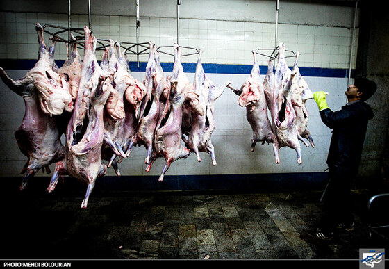 جابجایی گوشت ذبح شده گوسفند در کشتارگاه صنعتی مشهد