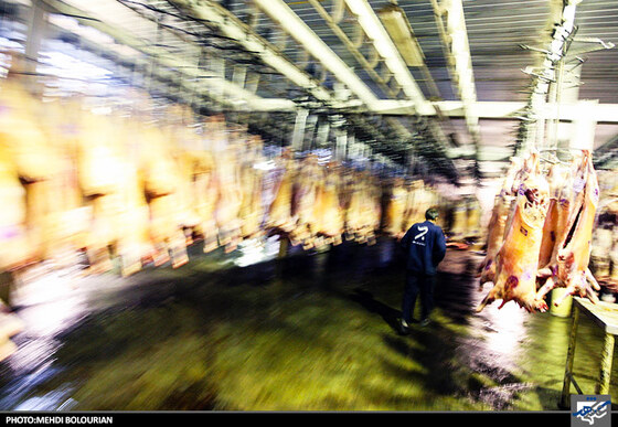 سردخانه نگهداری گوشت گوسفند