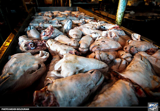 کارگاه پاک کردن گوسفند