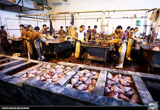 کارگاه پاک کردن گوسفند