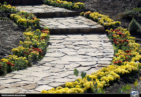 جشنواره گل های داوودی