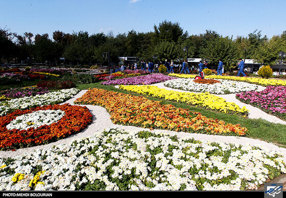 جشنواره گل های داوودی