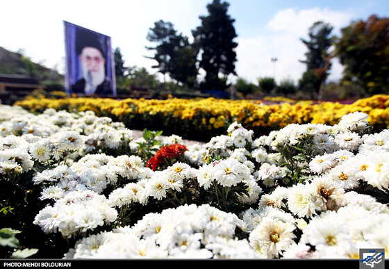 جشنواره گل های داوودی