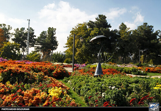 جشنواره گل های داوودی