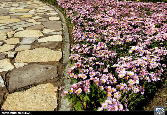 جشنواره گل های داوودی