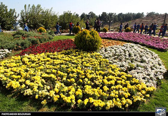 جشنواره گل های داوودی