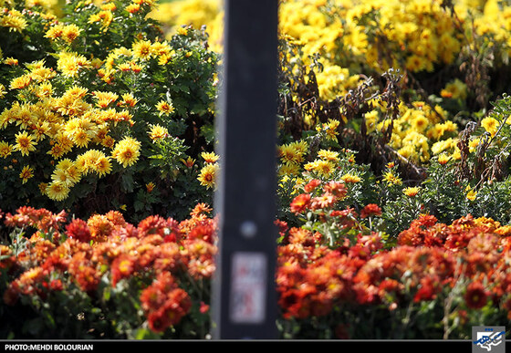 جشنواره گل های داوودی