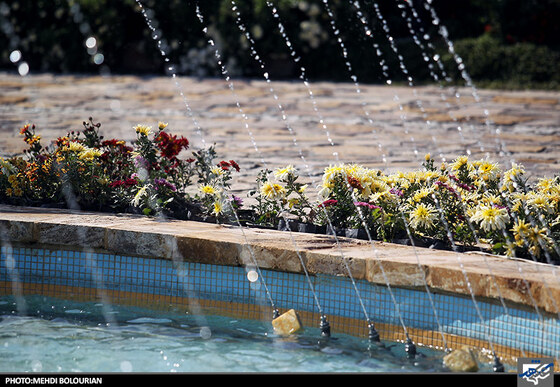 جشنواره گل های داوودی