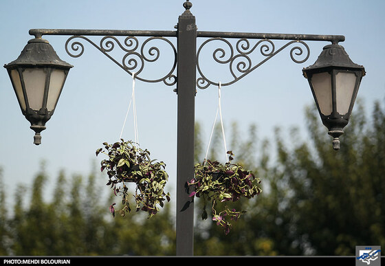 جشنواره گل های داوودی