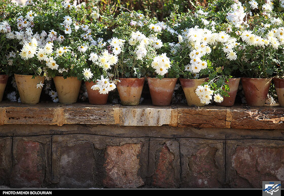 جشنواره گل های داوودی