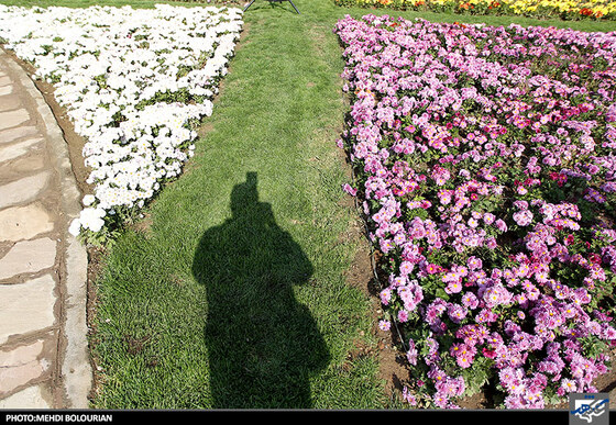 جشنواره گل های داوودی