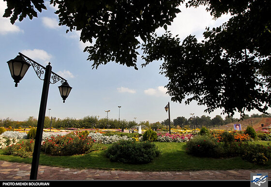 جشنواره گل های داوودی