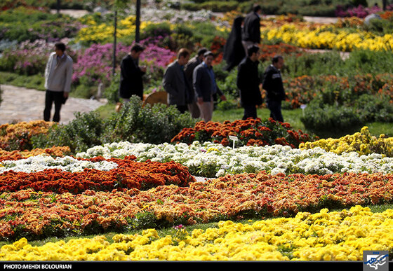 جشنواره گل های داوودی