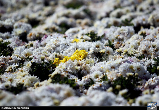 جشنواره گل های داوودی