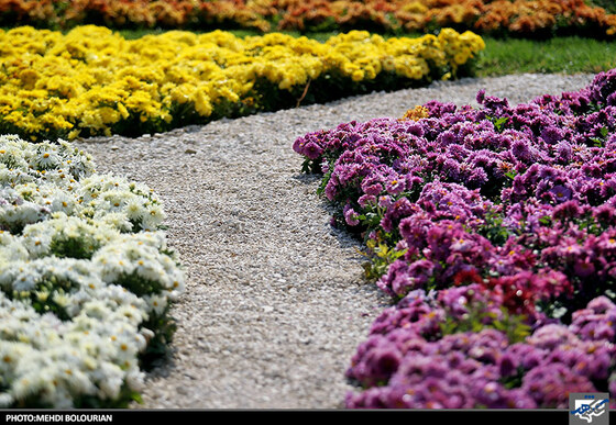 جشنواره گل های داوودی