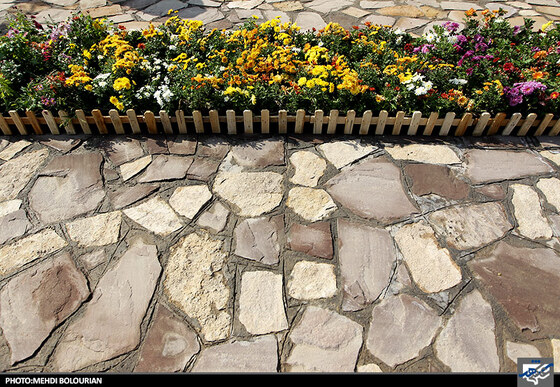 جشنواره گل های داوودی