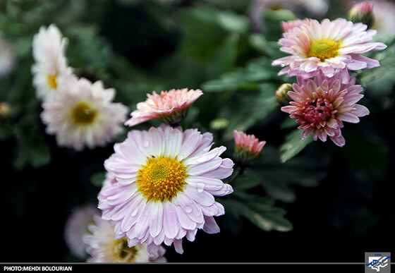 جشنواره گل های داوودی