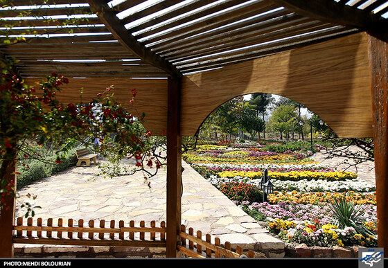 جشنواره گل های داوودی