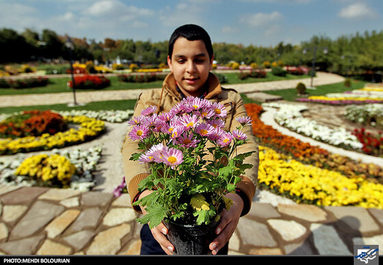 جشنواره گل های داوودی