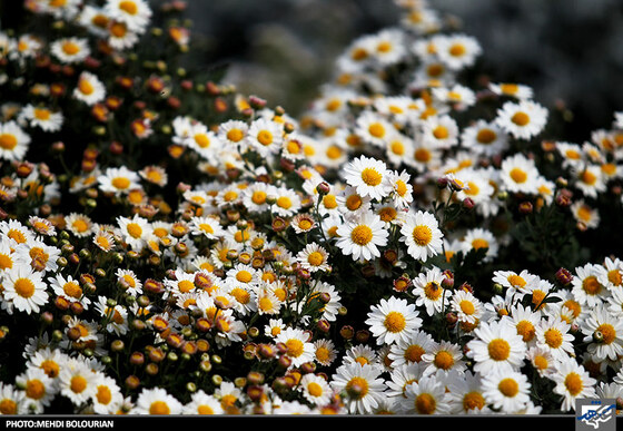 جشنواره گل های داوودی