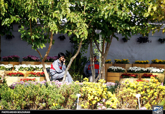 جشنواره گل های داوودی