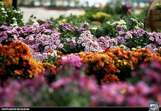 جشنواره گل های داوودی