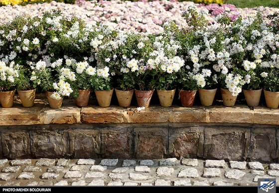 جشنواره گل های داوودی