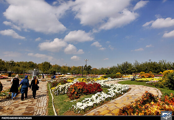 جشنواره گل های داوودی