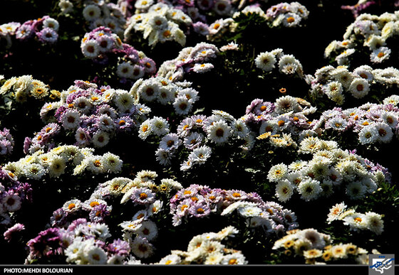 جشنواره گل های داوودی