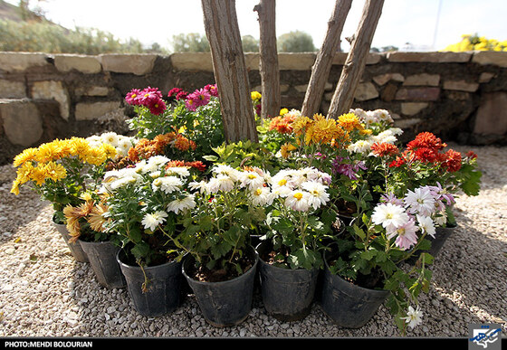 جشنواره گل های داوودی